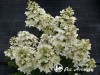 Hortenzija šluotelinė ,Confetti' (lot. Hydrangea paniculata)